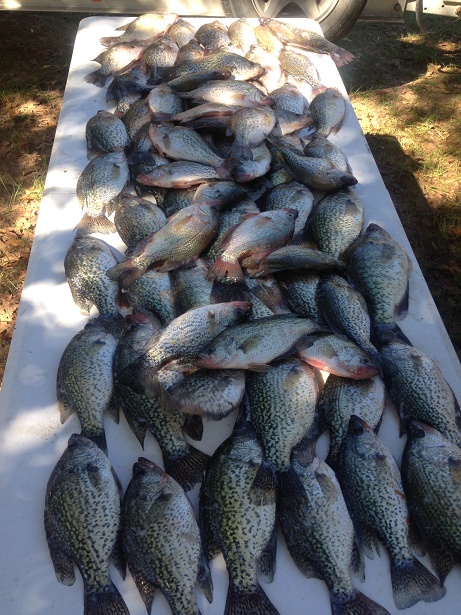 10-15-14 Table of Crappie Keepers with BigCrappie